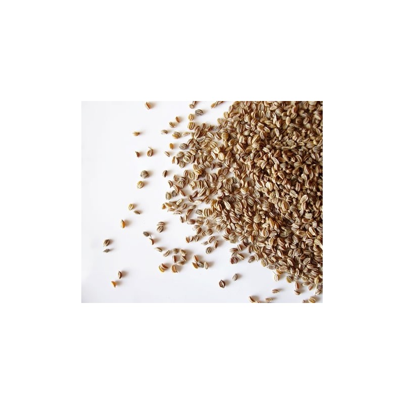 Les graines de céleri ont un goût amer rappelant celui de la muscade et du persil.