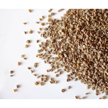 Les graines de céleri ont un goût amer rappelant celui de la muscade et du persil.