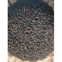 Poivre sauvage de Madagascar "Voatsiperifery"